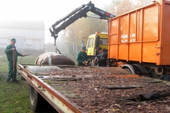 wieloryb_transport_do_konina_10-2013r_20131031_1397896114